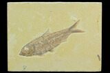 Fossil Fish (Knightia) - Green River Formation #122794-1